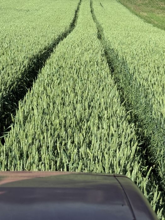 Grau de Samanta C1 Syngenta Genesi