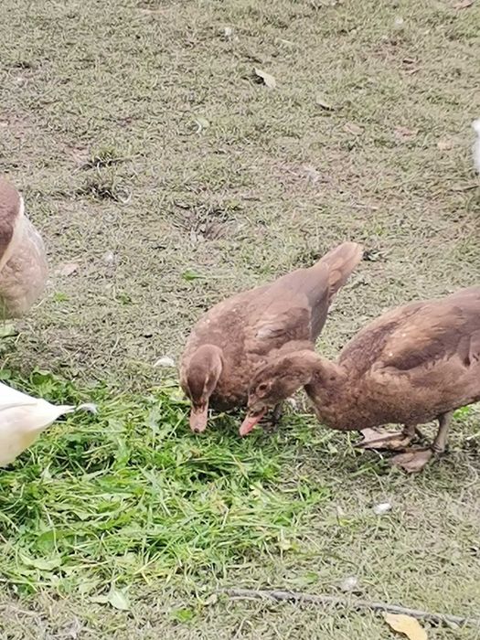 Gâște americane și 9 rate