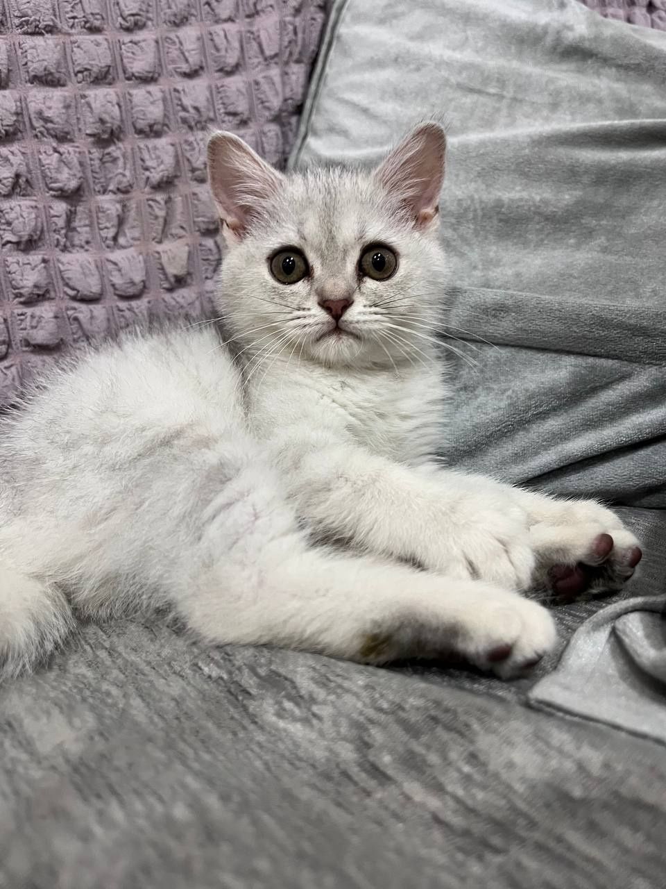 Серебристая шиншилла