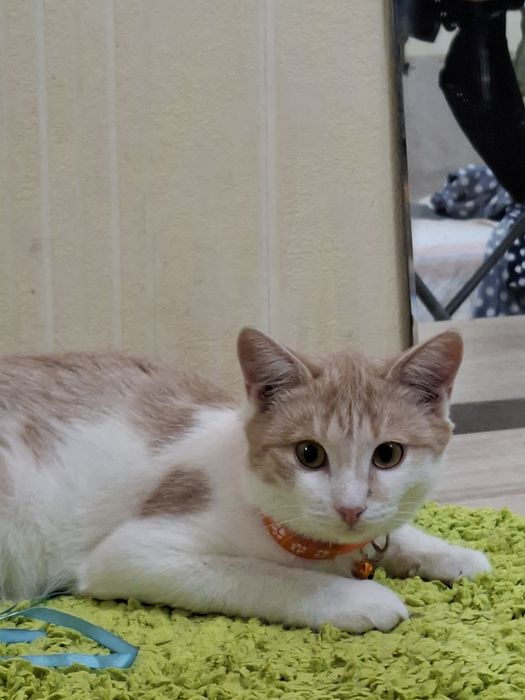 Митя ищет добрых хозяев.