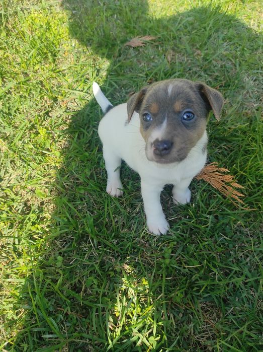 Продавам Джак Ръсел териер  200лв