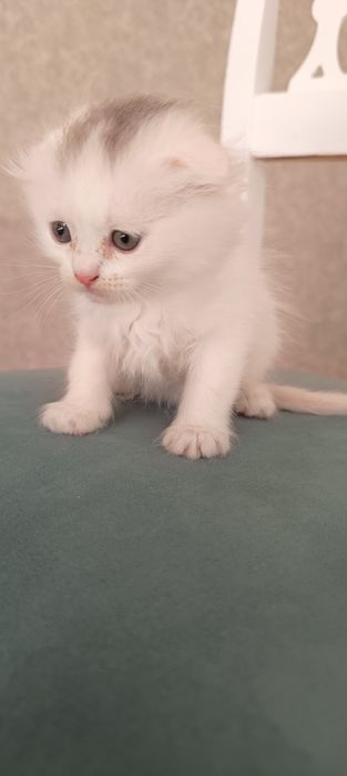 Продаются месячные котята шотландской породы. Чёрная и белая.