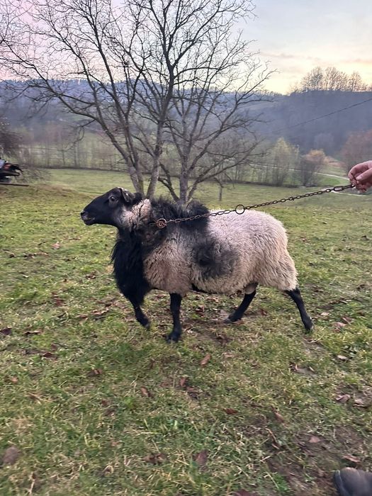 Berbec Romanov rasa pura