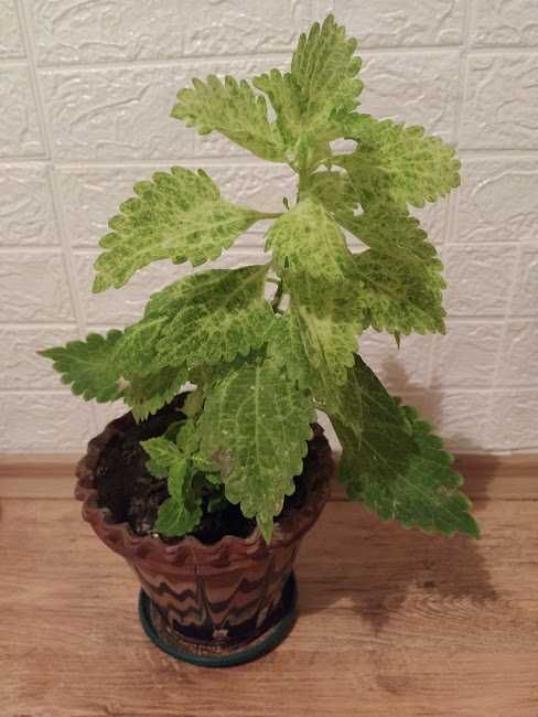 три растения + отстъпка и подарък