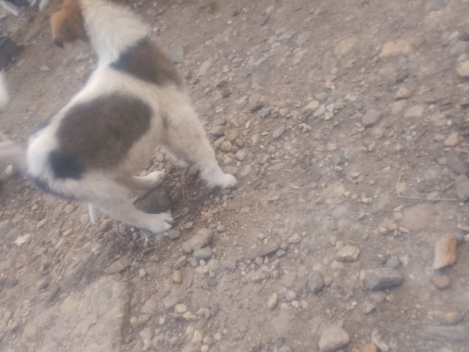 Dau  căței spre adopție căței de rasă ciobănească