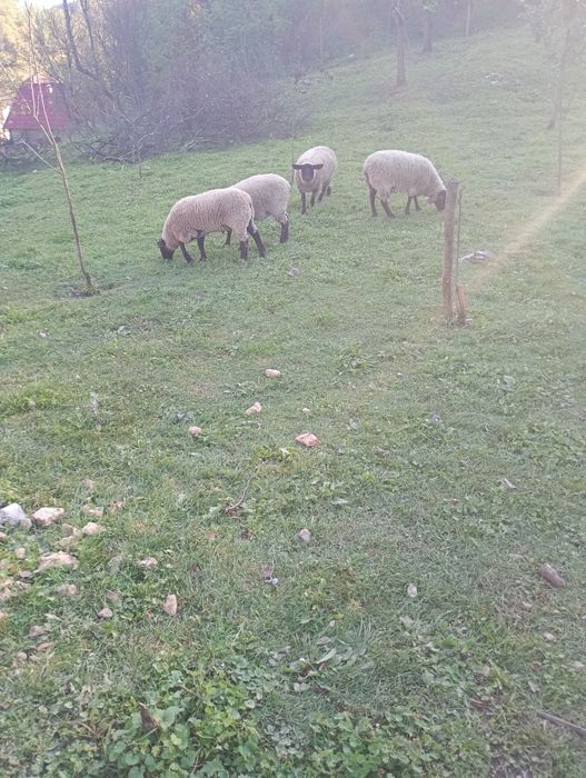 Vând trei oi și un berbec