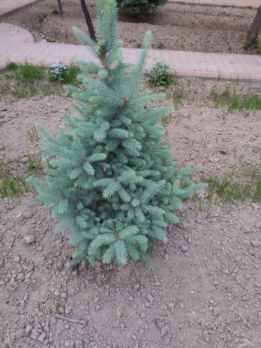 Арчалар Голубой Ел Италиянский срочно сотилади