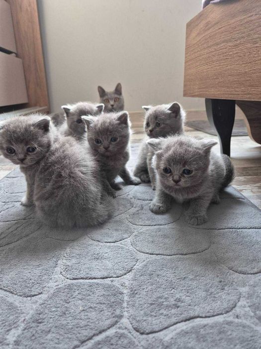 Британска късокосместа