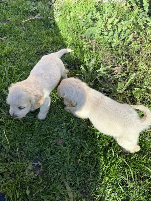 Кокерчета с първа ваксина обезпаразитени вътрешно.