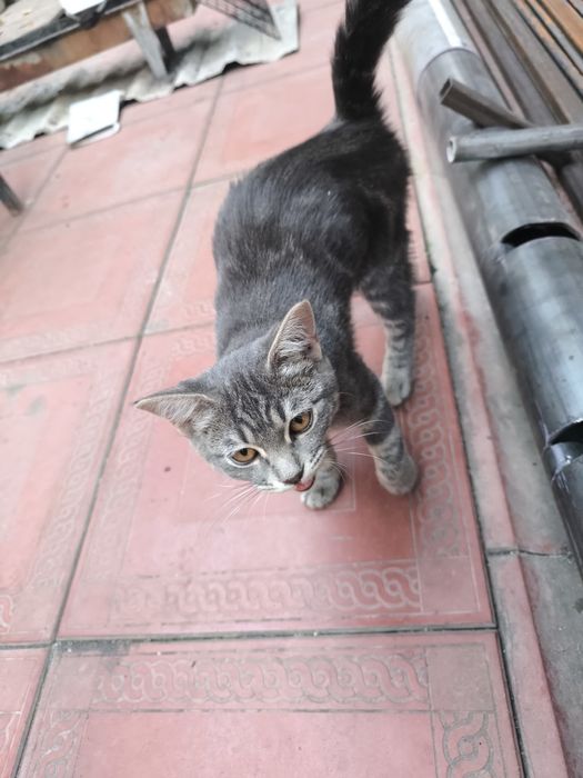 Котенок скотиш страйт 4 месяца