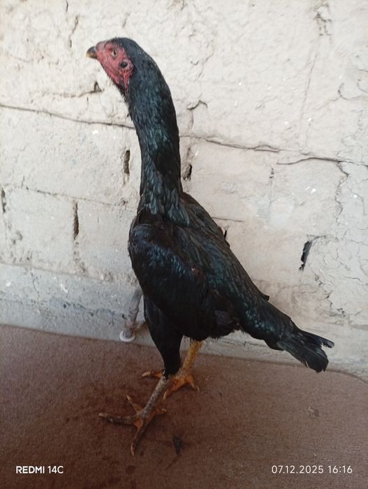 Dakan tovuq sotiladi