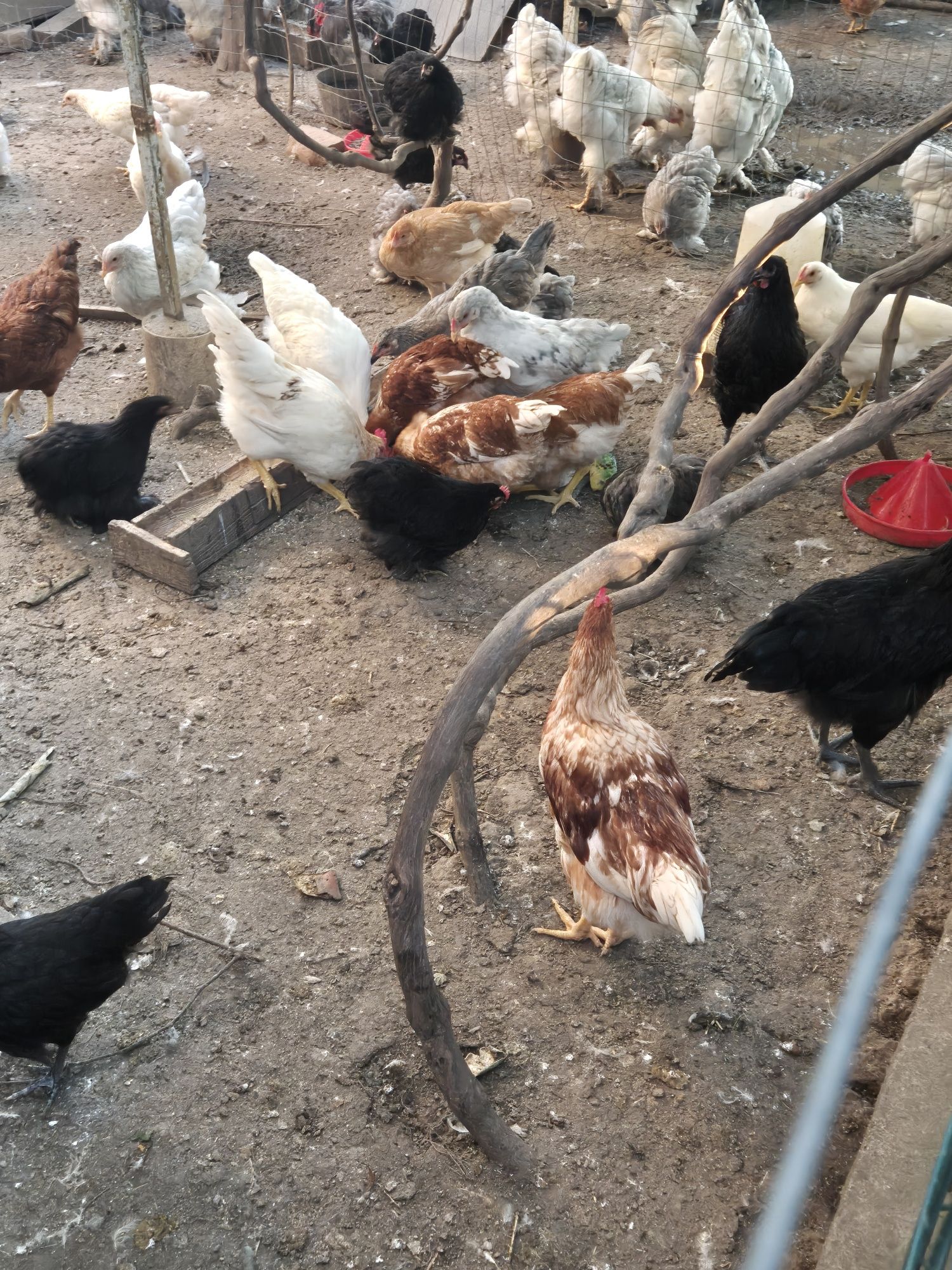 Vând pui cochinchina, brahma , ouatoare si australorp