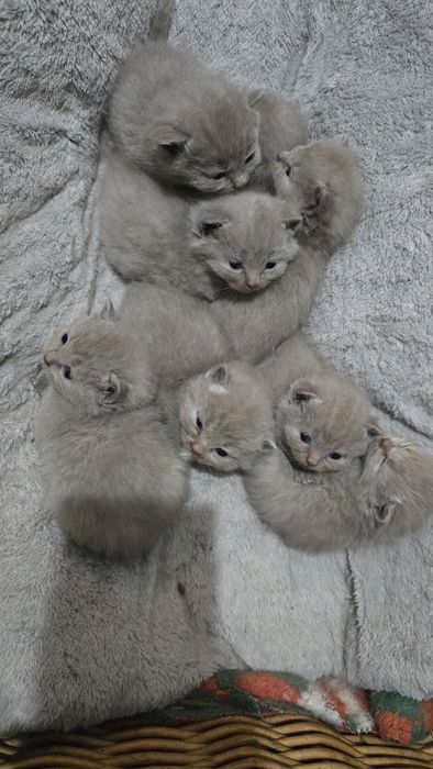 Pisici british shorthaire și scotish fold
