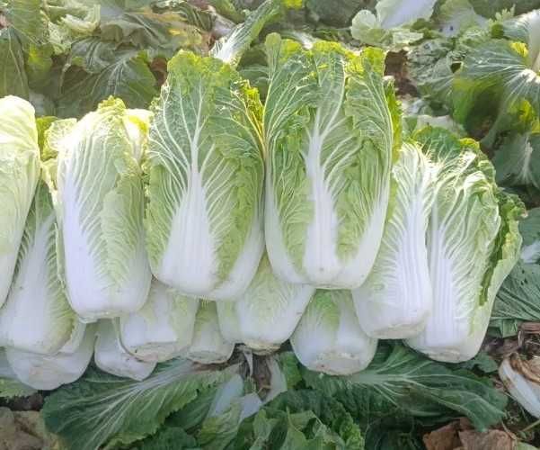 Пекинская  капуста