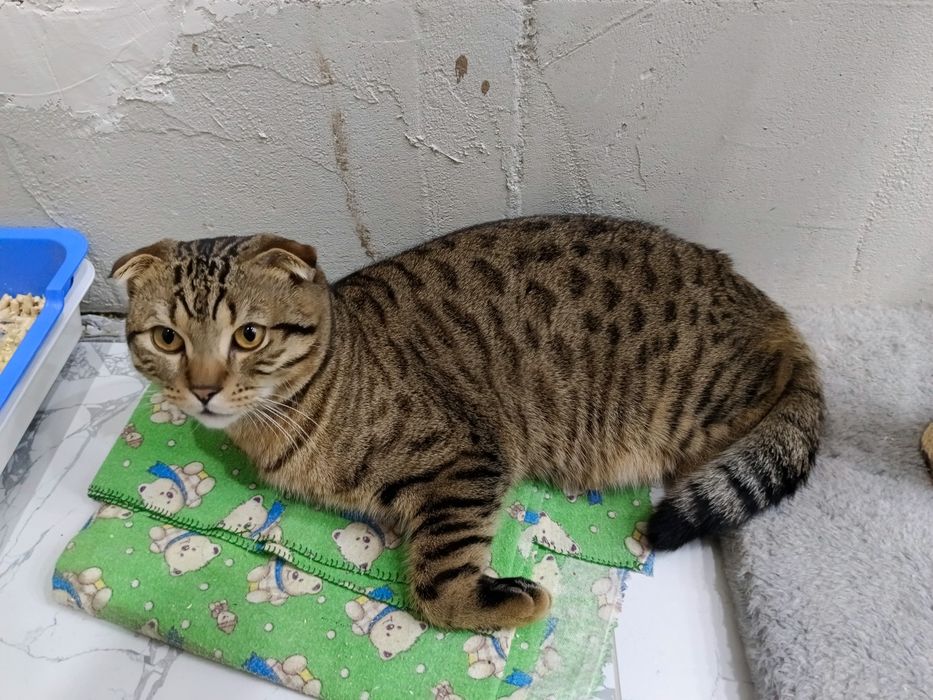 Шотландская вислоухая кошка