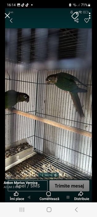 Papagali de vînzare