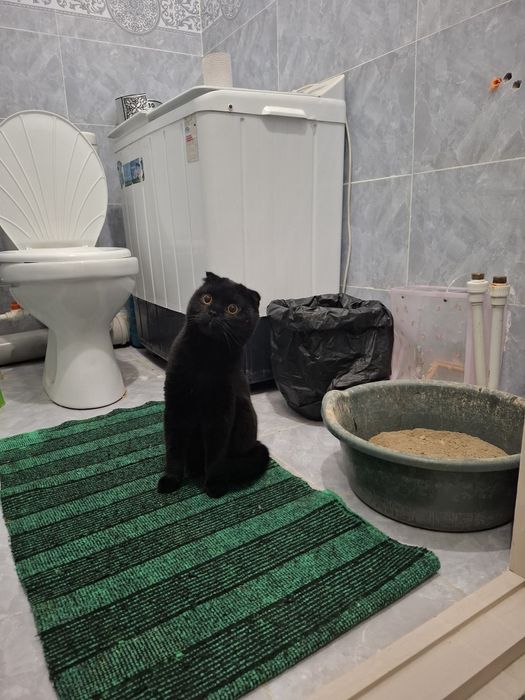 Mushuk вязкага sotilmaydi