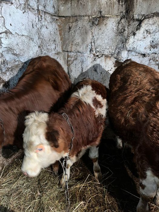 продам бычков 3 бас