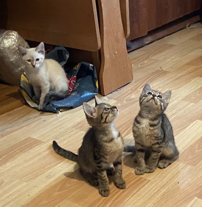 Раздаю котят в самые лучшие руки