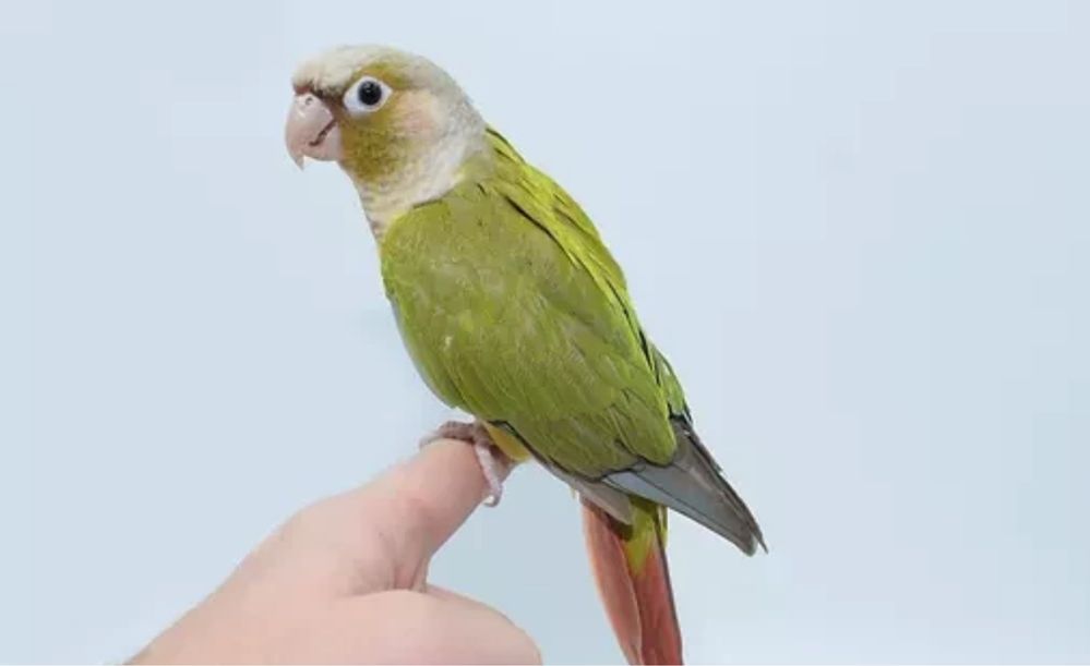 perura jojalari sotuvda