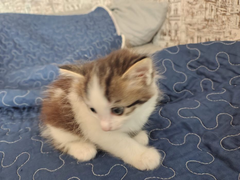 отдам котенка мальчик в добрые руки