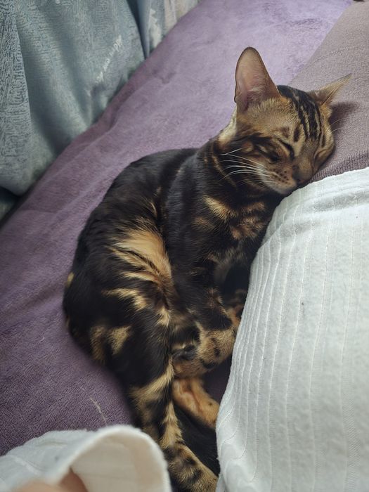 Отдам даром в хорошие руки