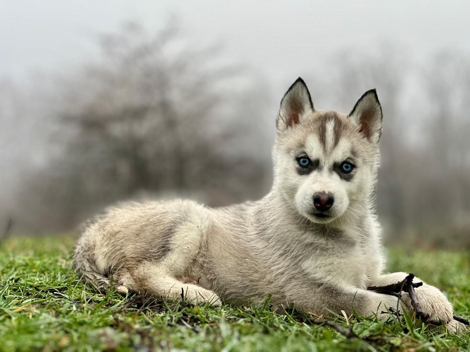 Femela husky siberian disponibilă!