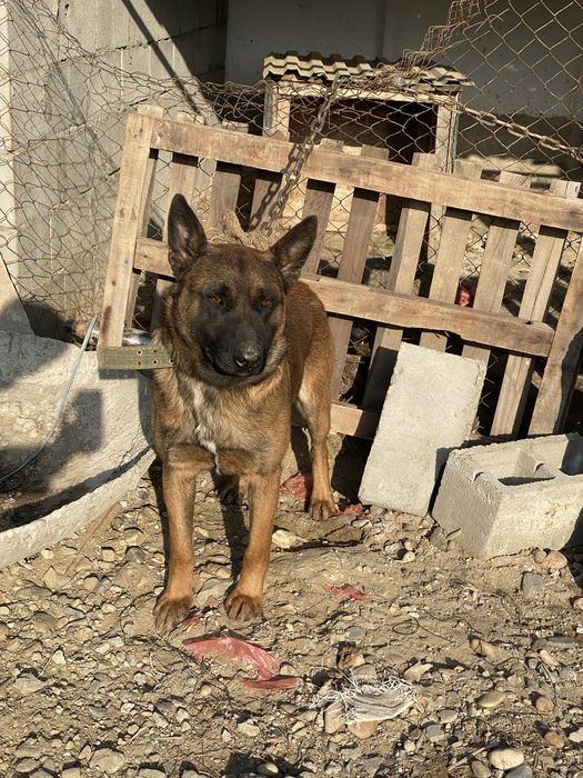 Продам бельгийскую овчарку