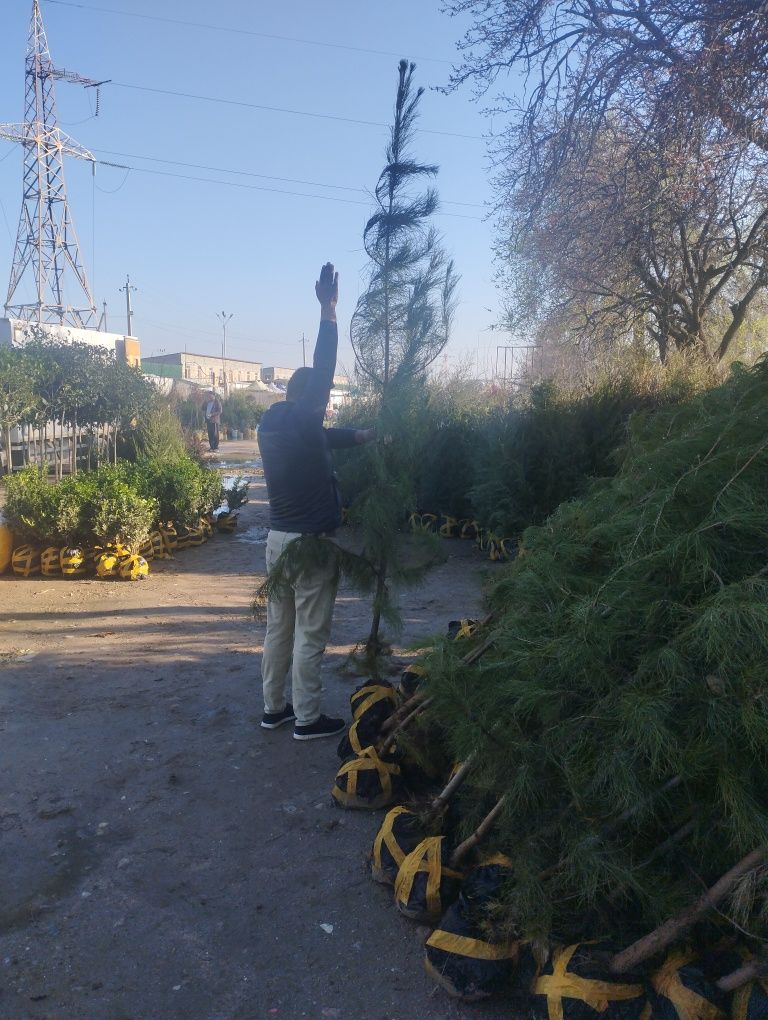 Самарканд оптим кучат бор