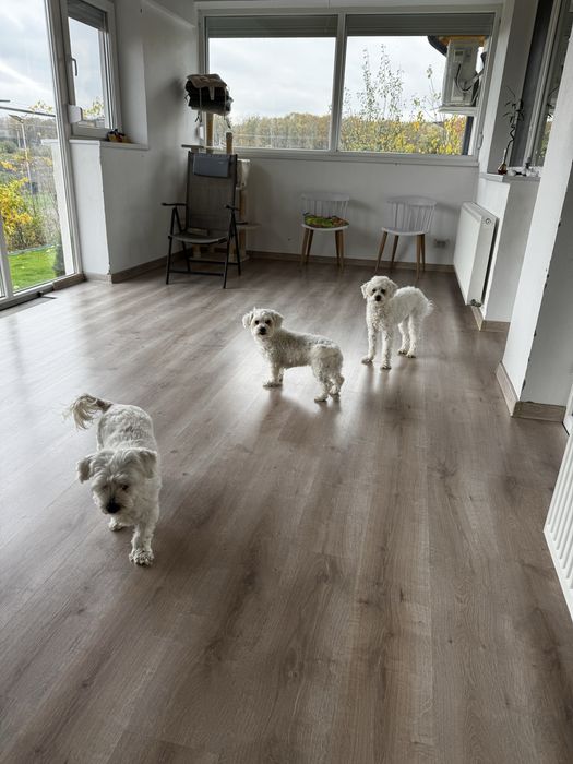 Cazare animale companie