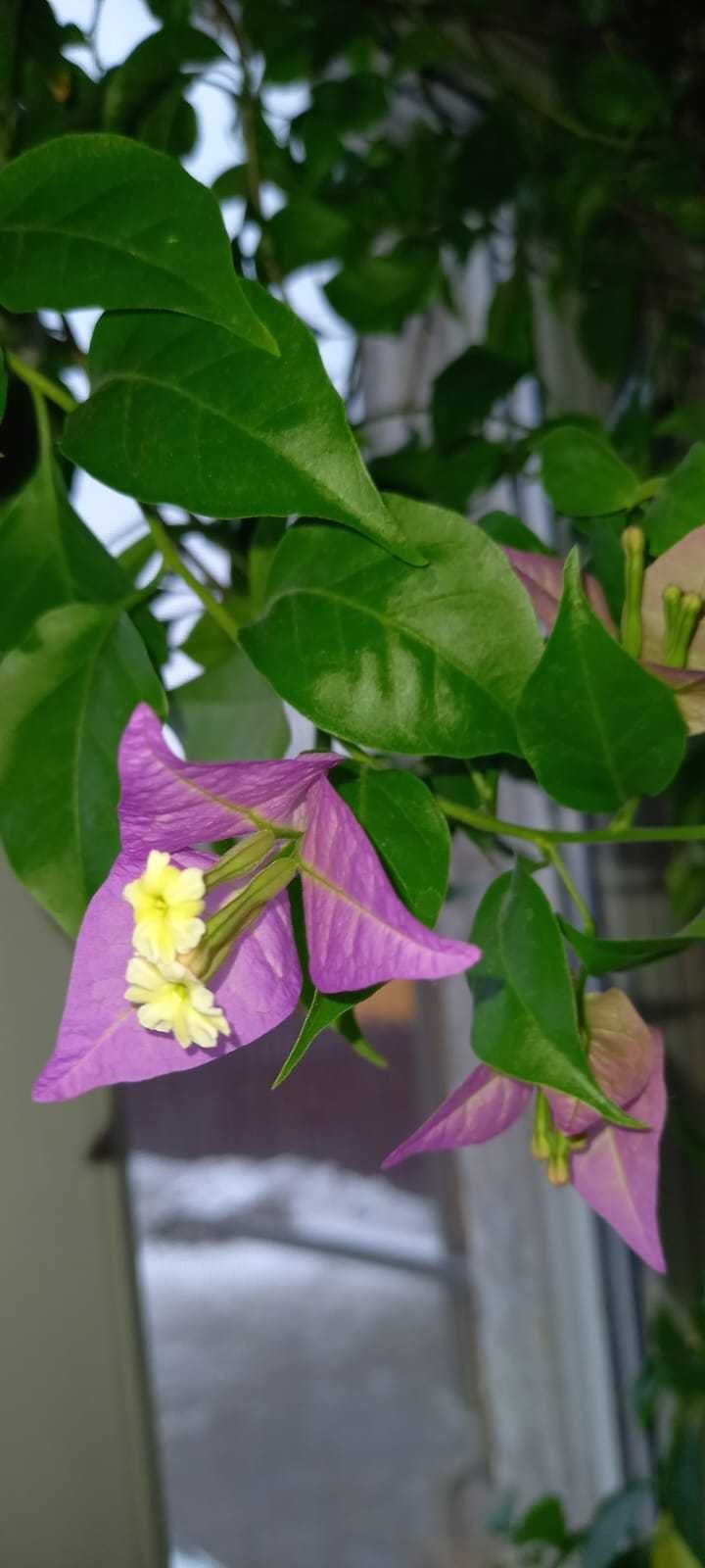 Цветок Бугенвиллии