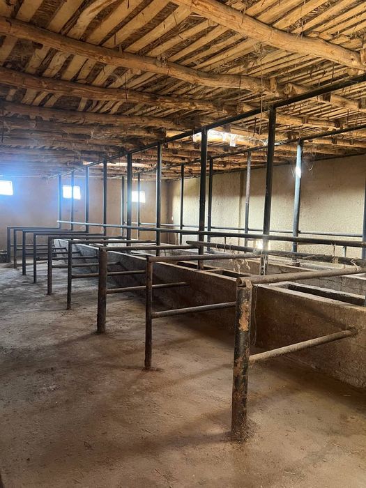 Келес кук терак шинамгина бизнес уч