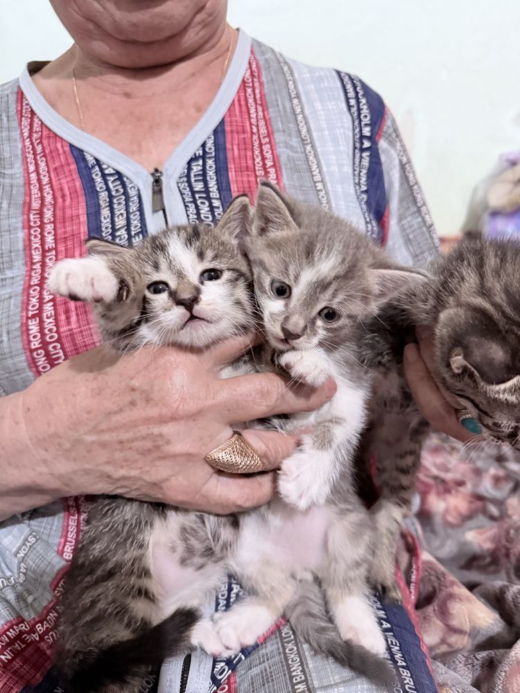 Отдам в хорошие руки трёхмесячных котят