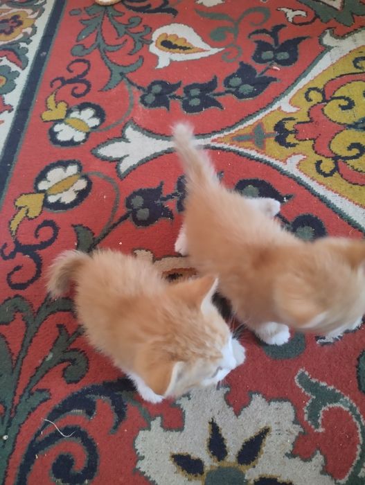 Продаю котят. Послушные.