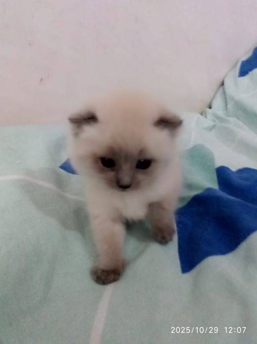 Продаются котята