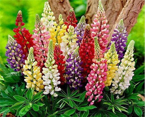 Cafelute mix (Lupinus gallery mixed)