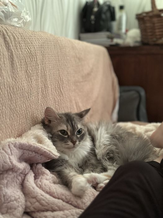 Отдам кошечку в добрые руки