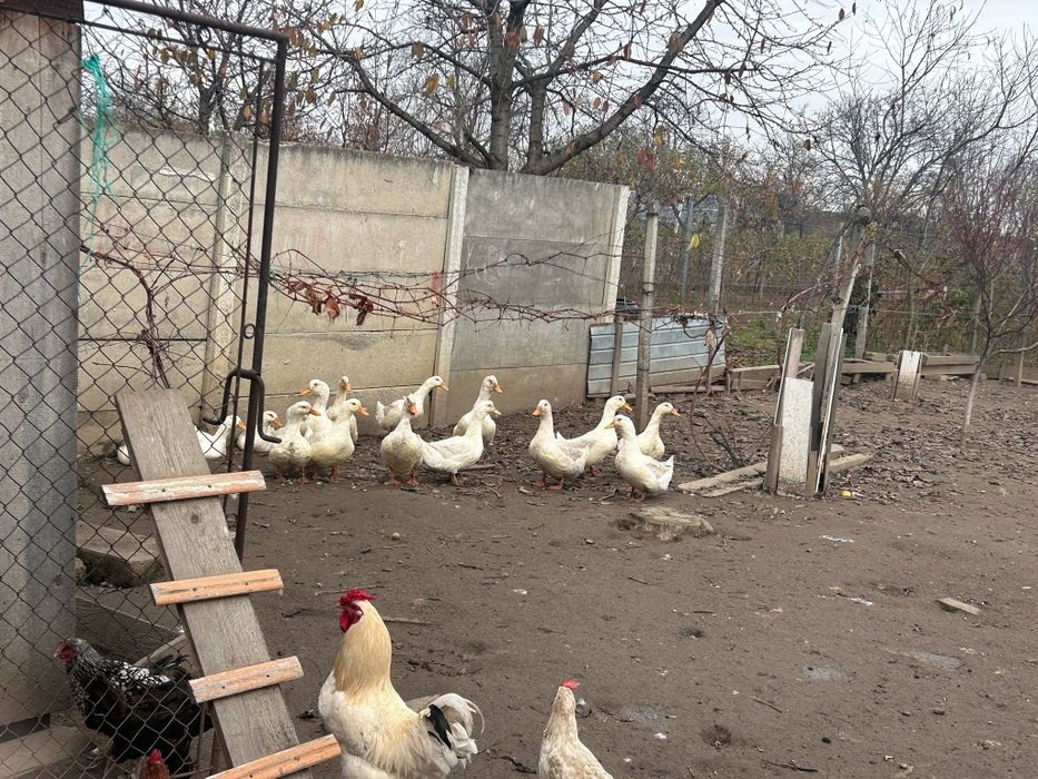 Vând  rațe și găini