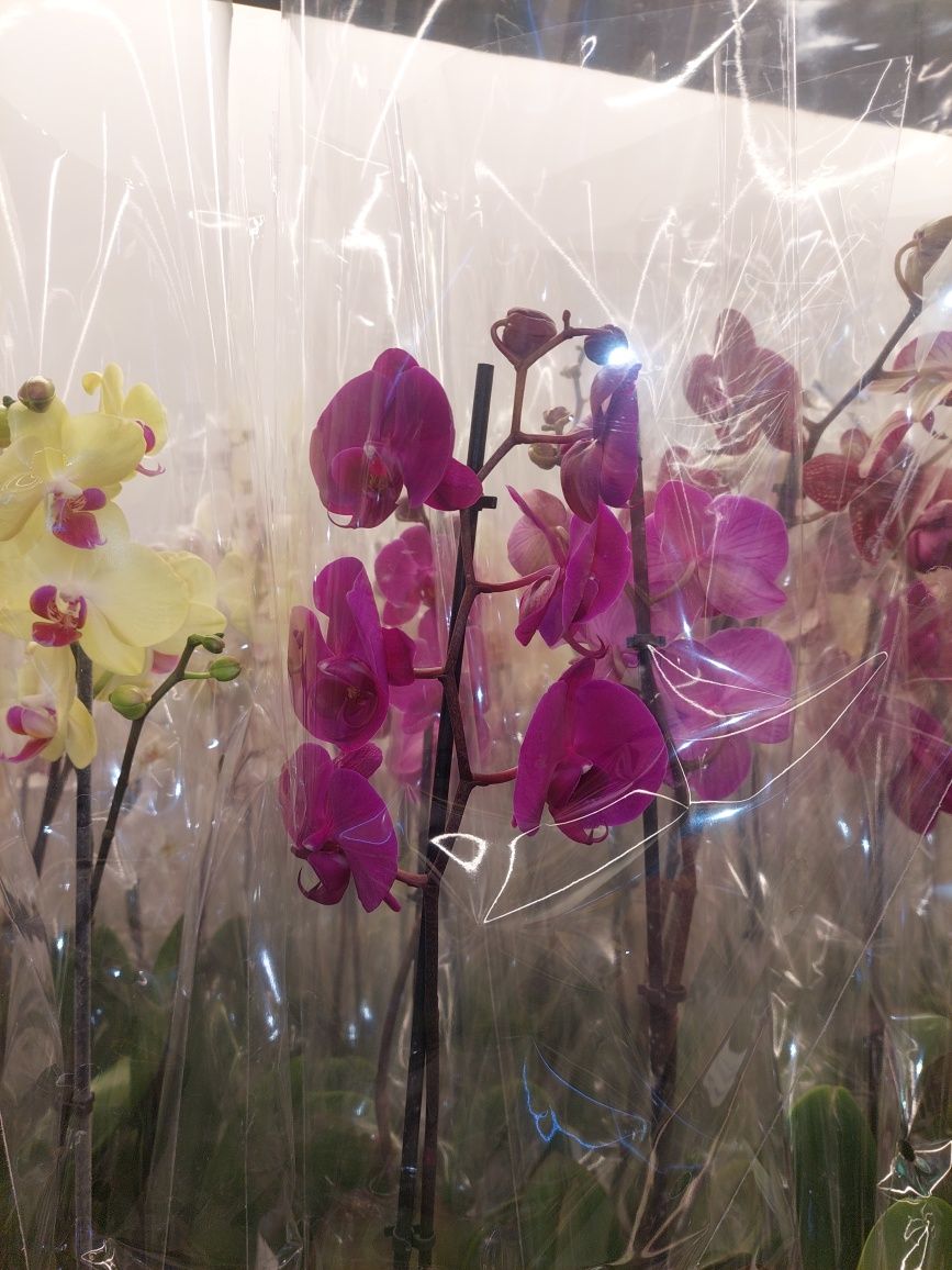 Цветки Орхидея (Фаленопсис) Свежее поступление, подарок на 8 марта
