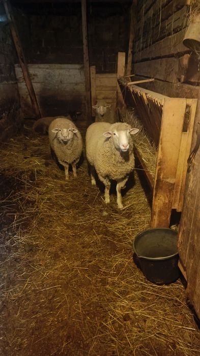 Vând berbec rasa il de France ,vârstă 1 an
