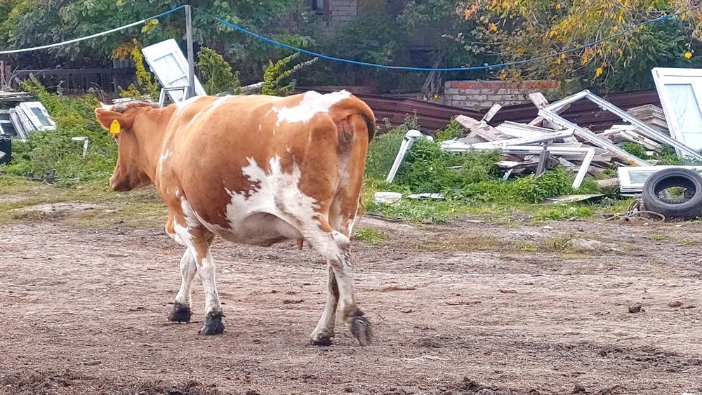 Продам коров стельных, молочных