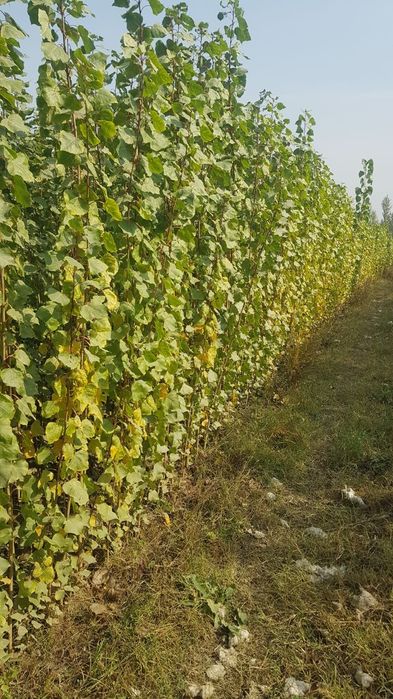 Терак кучатлари сотилади