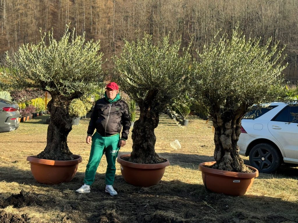 Maslini seculari ( batrani, groși ) bonsai, olea europaea