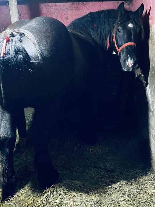 Manza de 3 ani gestanta