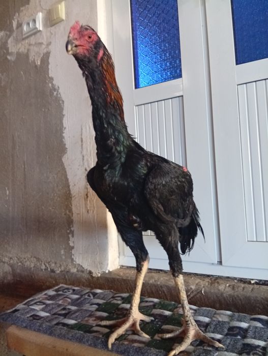 Бразильский соколи майиски болага сотилади