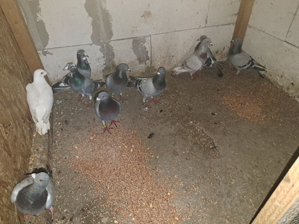 Porumbei voiajori linie bună