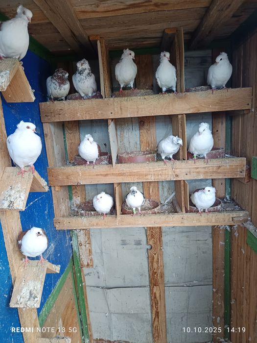 Jucători de Amara vând sau schimb