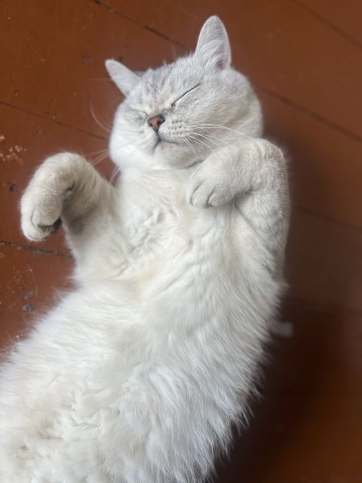 Приглашаем на вязку кота Чистокровный Британский Шиншила