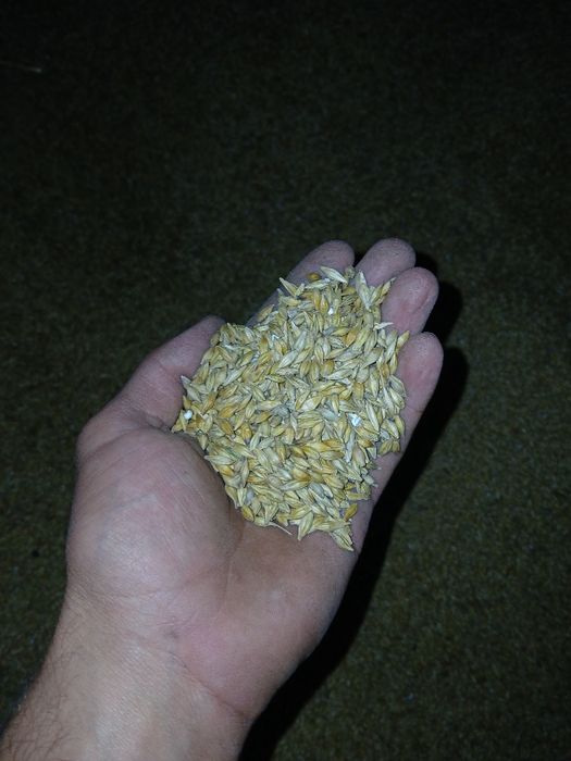 Orz de vânzare și baloti de paie de grâu