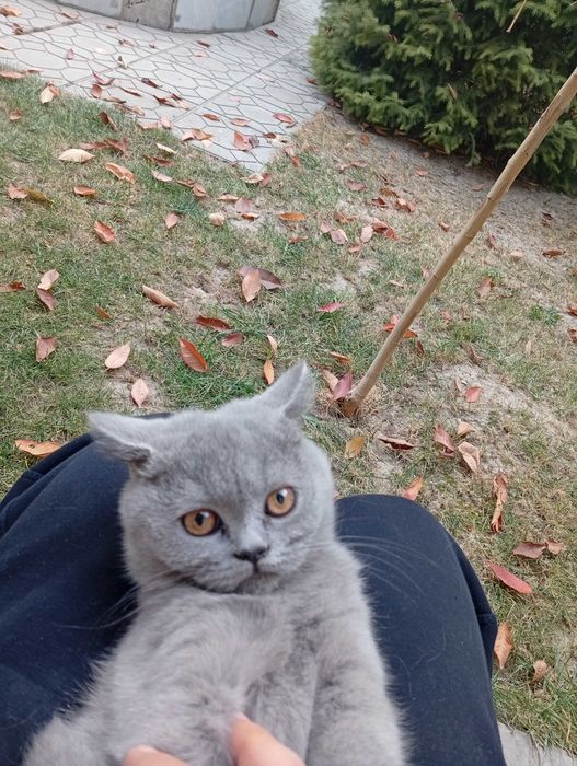 Продается родословная кошка , девочка